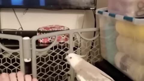 Cute Baby Animal Doing Fun
