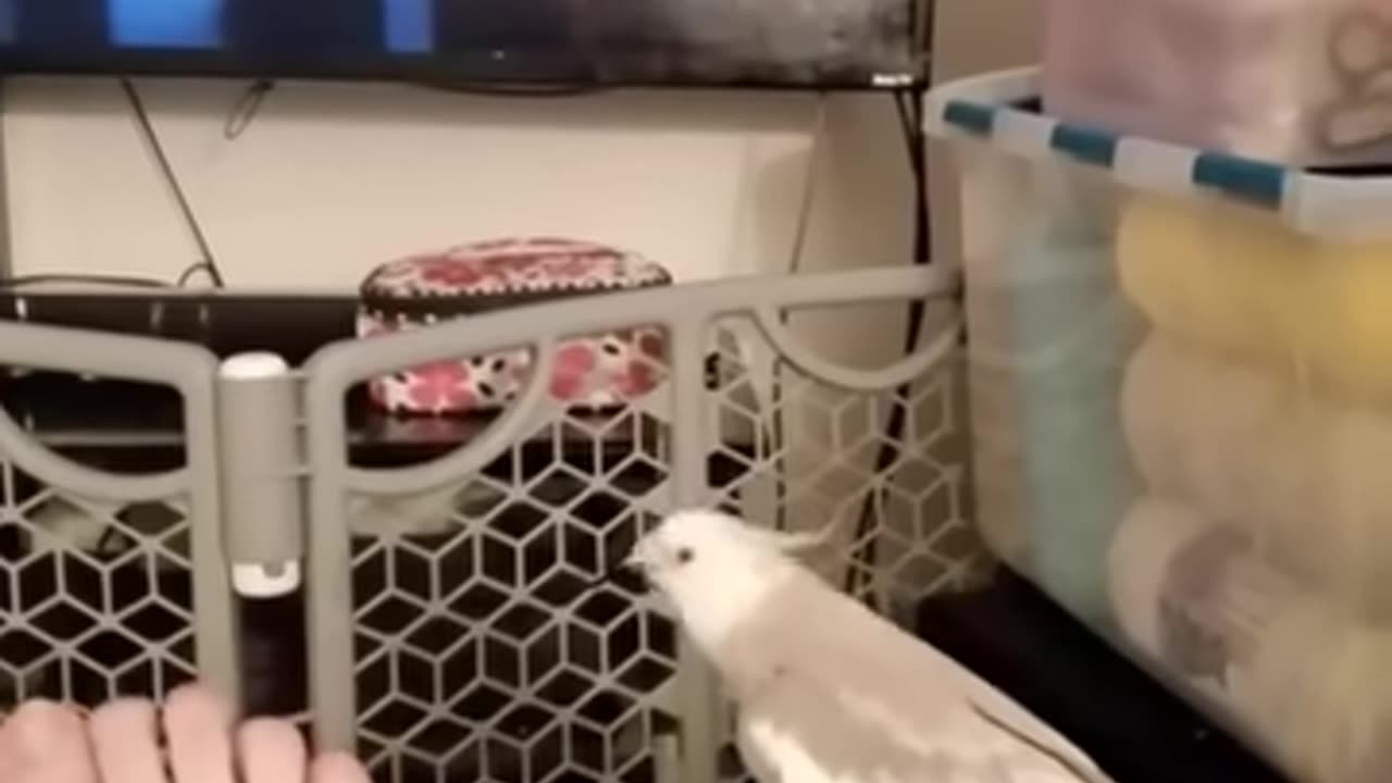 Cute Baby Animal Doing Fun