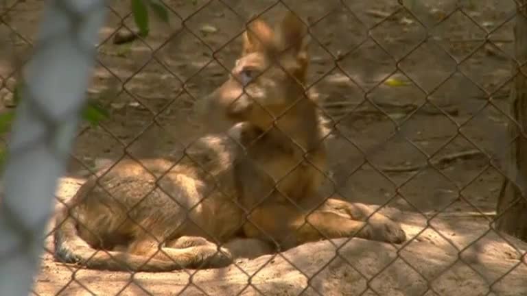 Re-introduction of Mexican wolves into wild promises to be howling success