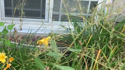 Weeds growing around building