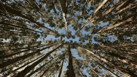Relaxing Music | Sleeping, Meditation, Stress Relief | [60] ⭐️