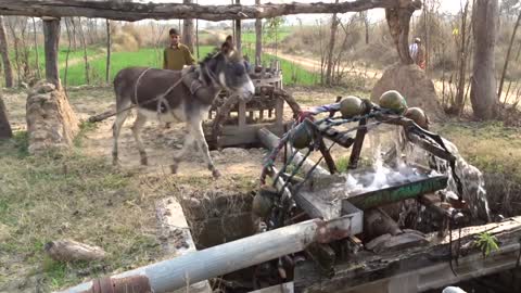 Ancient Persian Wheal Well more then 2000 years old tradition in Norths west Punjab Pakistan