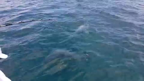 FISHING WITH chicken