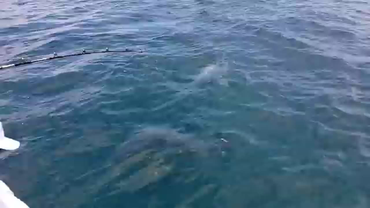 FISHING WITH chicken