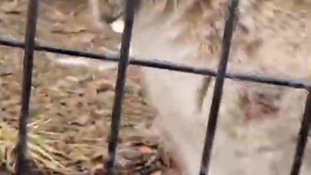 Most Loved Cat Videos On TikTok #CatsOfTikTok 🙀 (2021 Compilation)