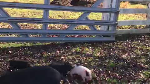 Piglets on the Farm