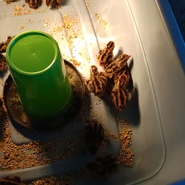 Quail hatching update