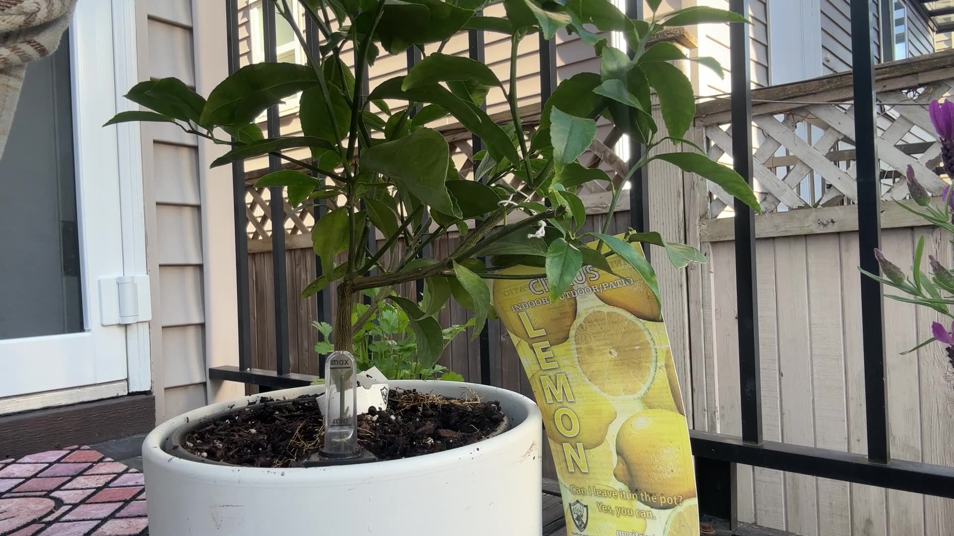 Effortless Plant Care with Self-Watering Planters