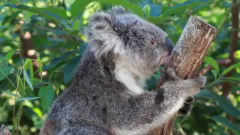 Climbing Koala
