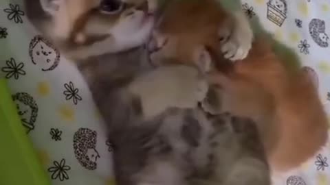 Baby Taking Care Of A Baby 🍼
