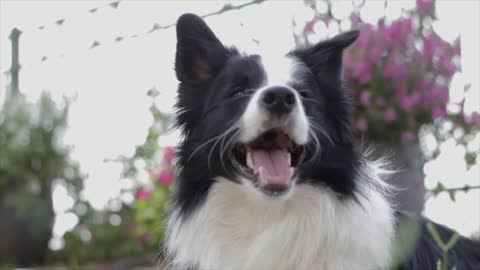 A dog panting outdoors