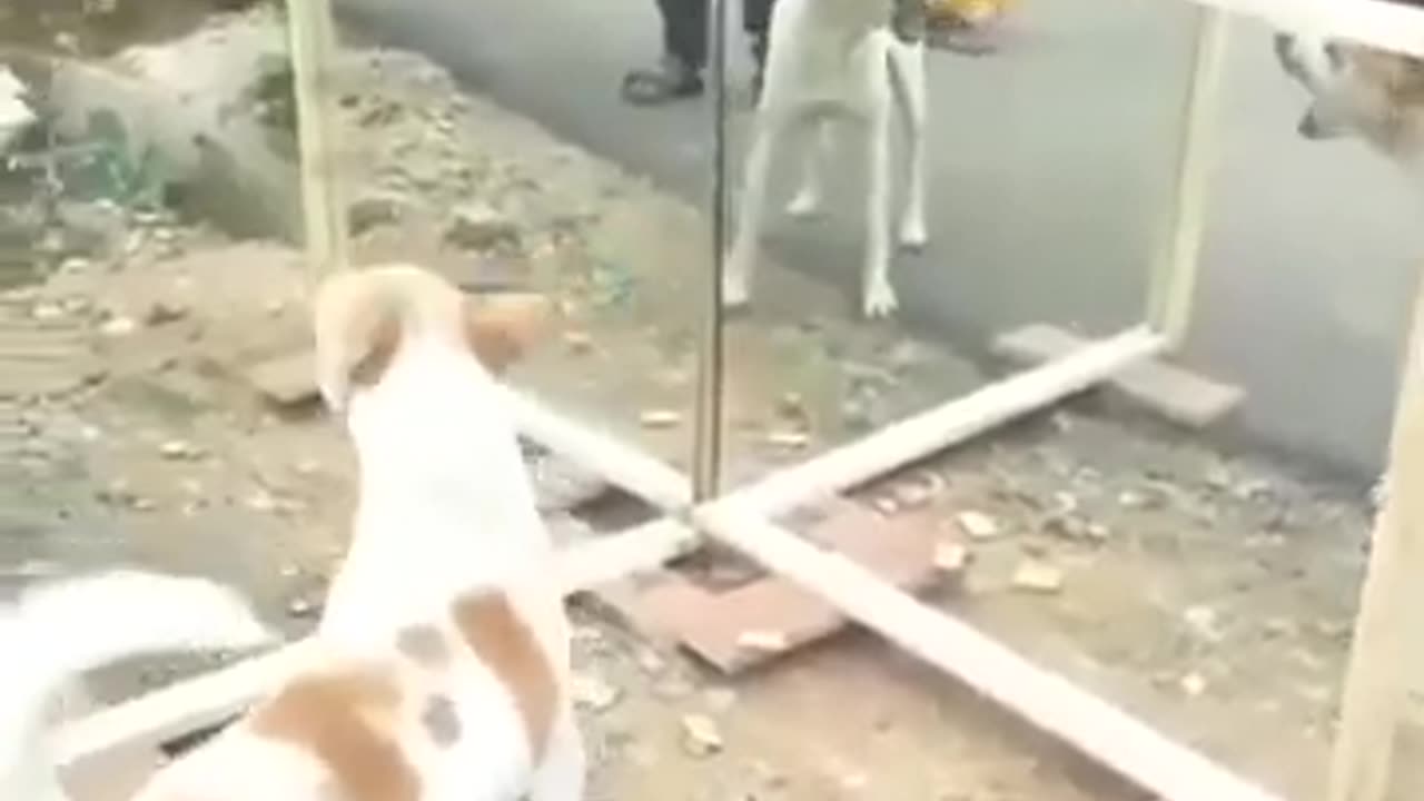 animal mirror4