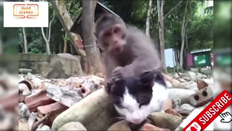 Funny Animals II Animal fight