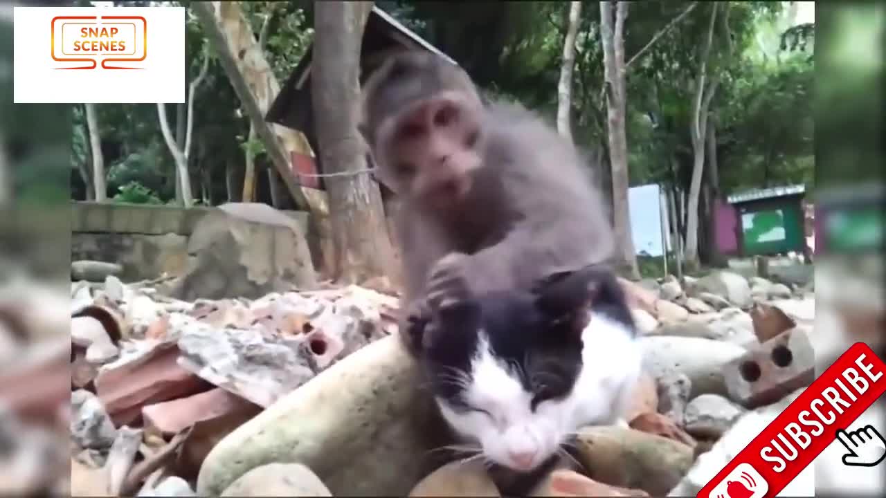 Funny Animals II Animal fight