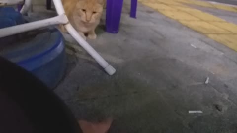 Convenience store Cat