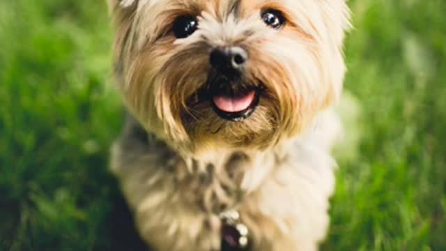 PHOTOSHOOT ANIMALS EDITIONš„“