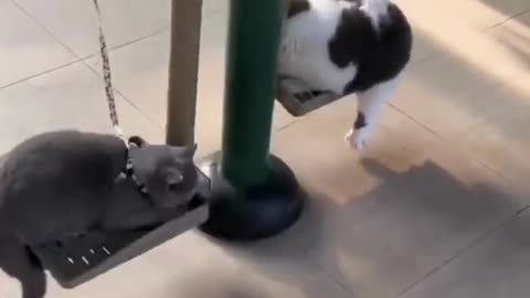 Best Funny Animal Videos Of The 2023 🤣