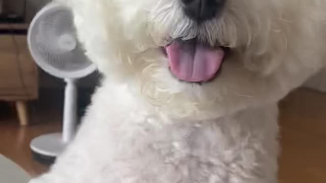 smiling brightly Bichon Frise