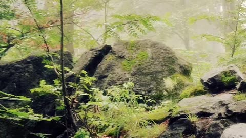 Walking in the forest