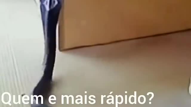 snake x cat