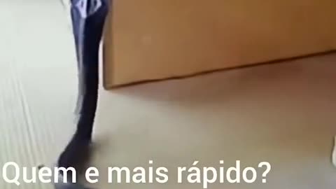 snake x cat