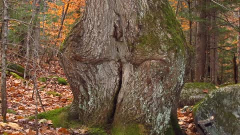 Big Tree