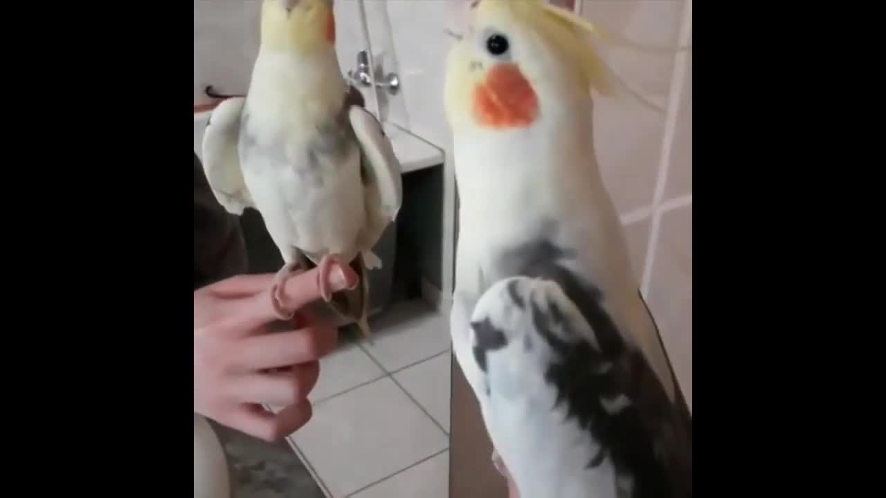 Beautiful parrot sings in front of the mirror