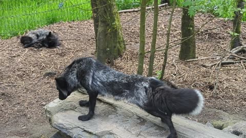 Yawning fox