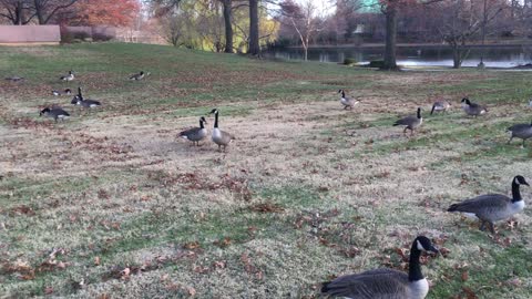 thanksgiving geese