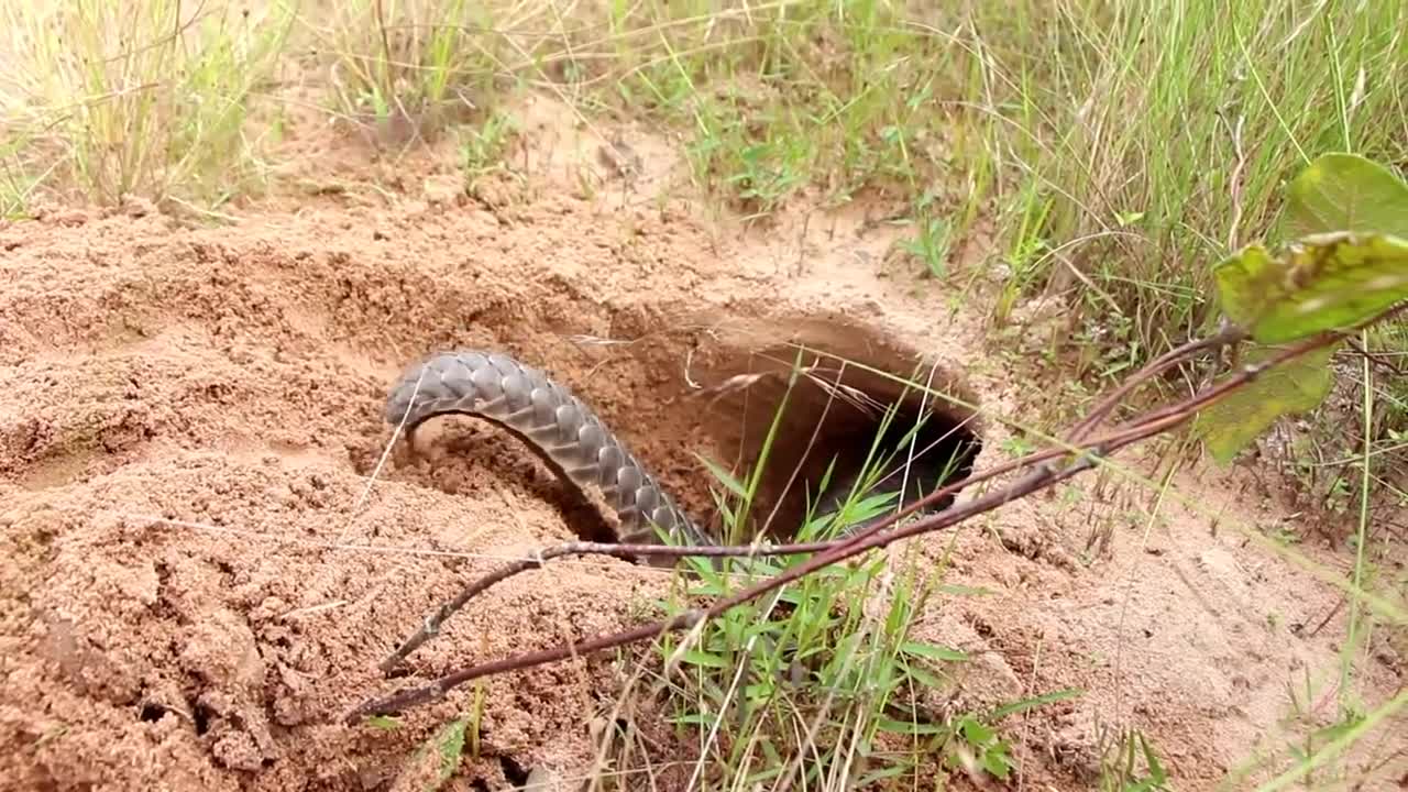 USING ANTS FOR DINNER