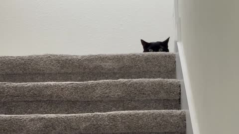 Cute Precious Piper is the Spy at the Top of the Stairs - Adopting a Cat from a Shelter Vlog