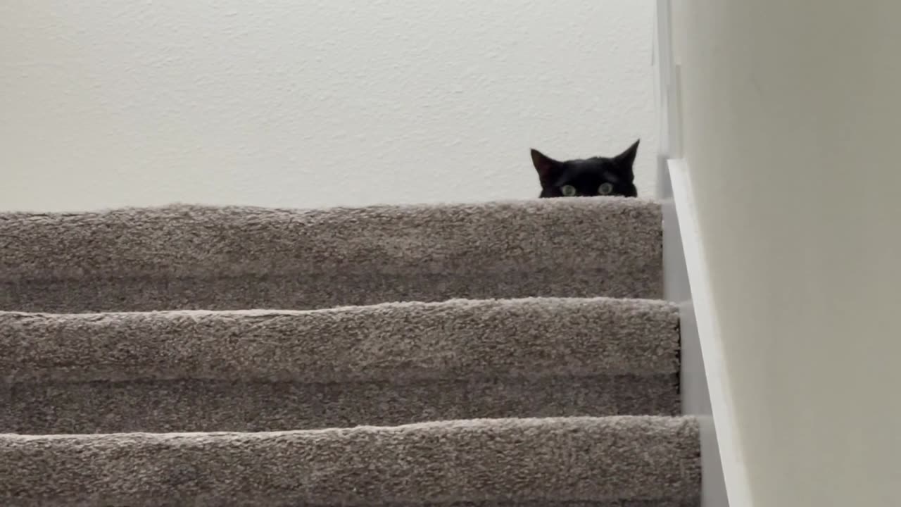 Cute Precious Piper is the Spy at the Top of the Stairs - Adopting a Cat from a Shelter Vlog