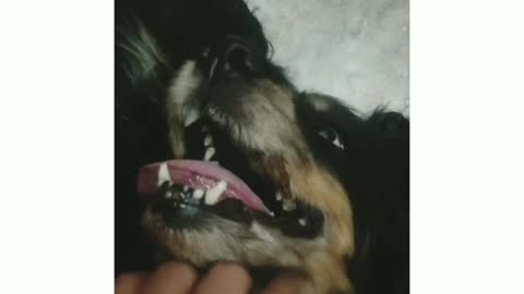 This Cocker spaniel loves Cuddling Alot