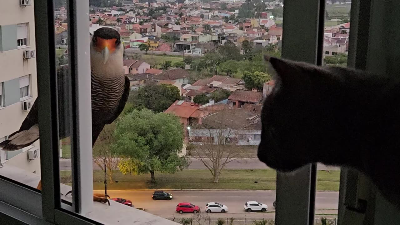 Giving a Wild Falcon a Drink of Water