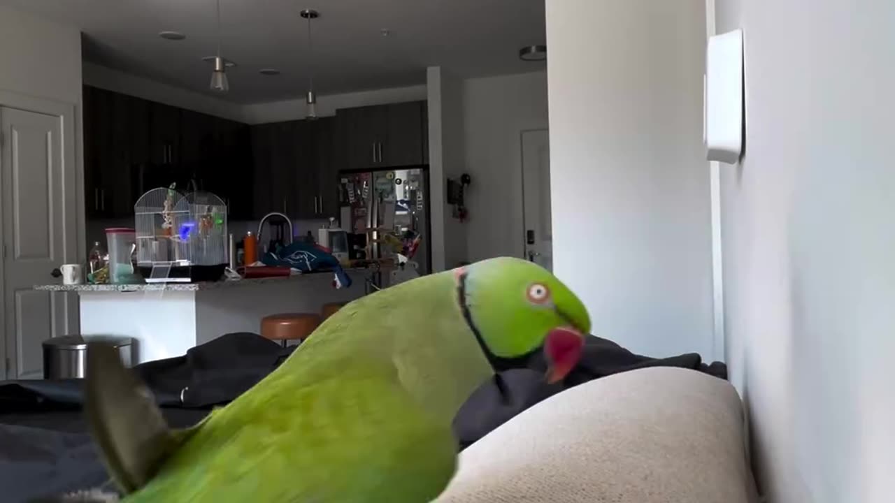 Ringneck Talking Parrot