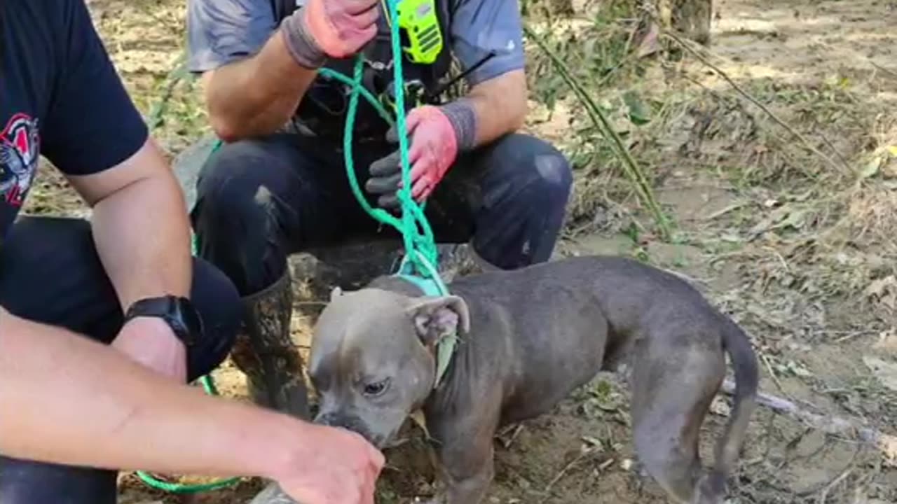 Dog Survives In Tree For Days After Hurricane