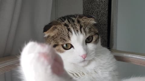 A baby cat who is very well groomed.