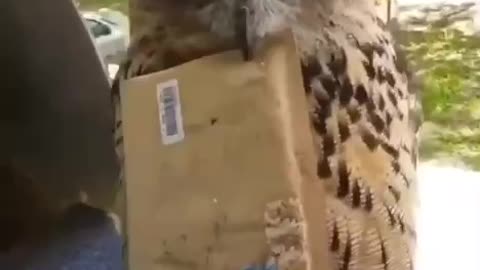 The most cutest mail delivery