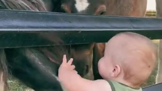 Baby meets horses for the first time