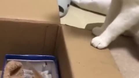 Impatient kitten mom had enough 🤩😍