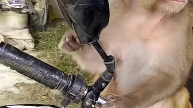 Monkey funny video