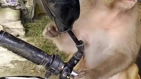 Monkey funny video