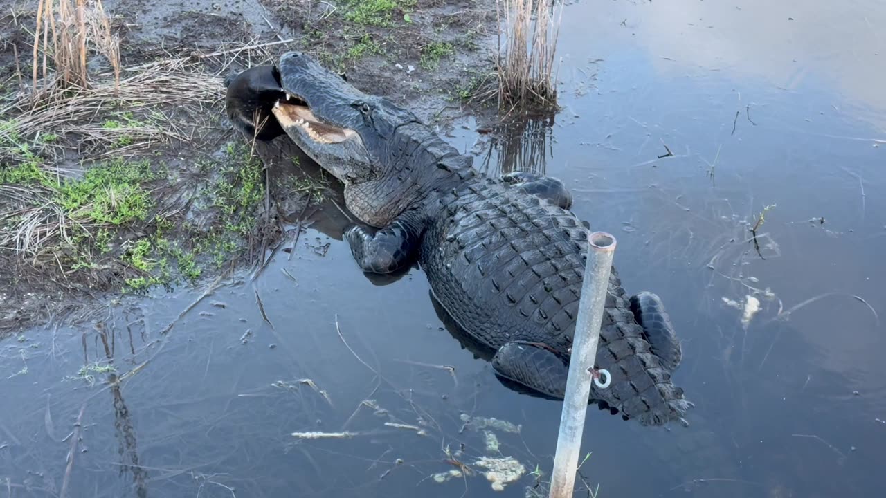 Massive alligator snatches up turtle accidentally hooked