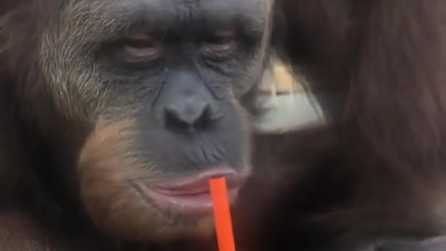 #monkey and juice
