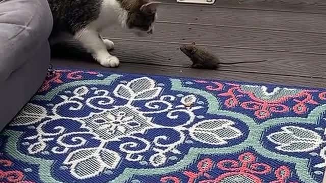 Can We Be Friends?