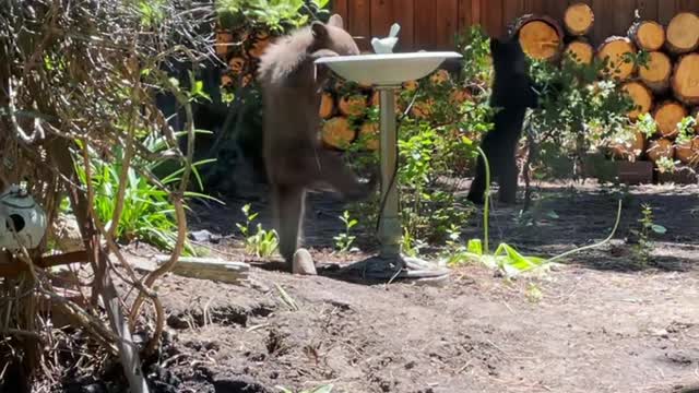 Bear Cubs Visit Backyard to Drink From Bird Bath