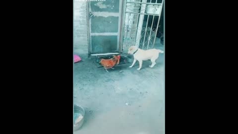 Dog fight funny/2