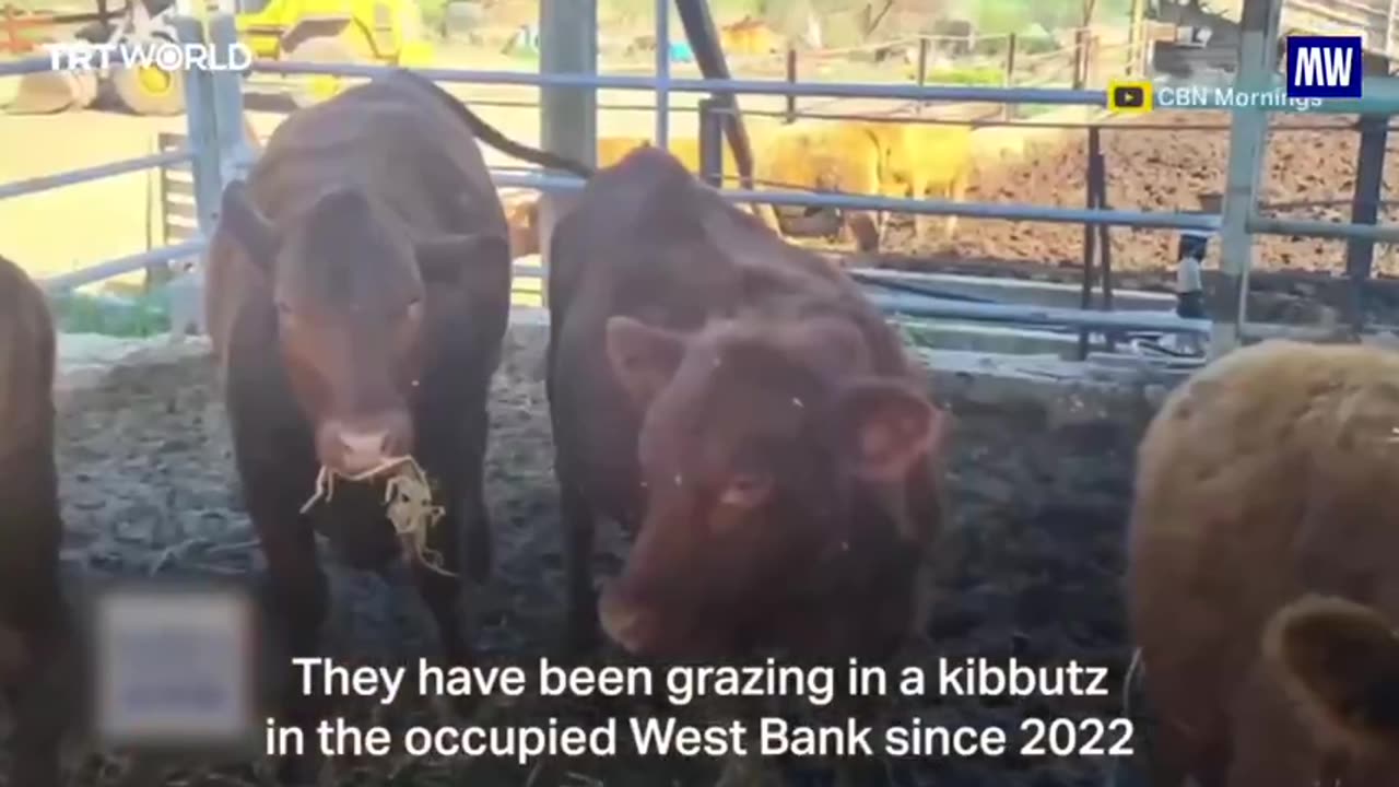 Could a Texas Cow Start Armageddon?