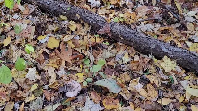 I spy mushroom hunt super easy