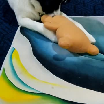 Lovely dog, Arr Te plays with his doll